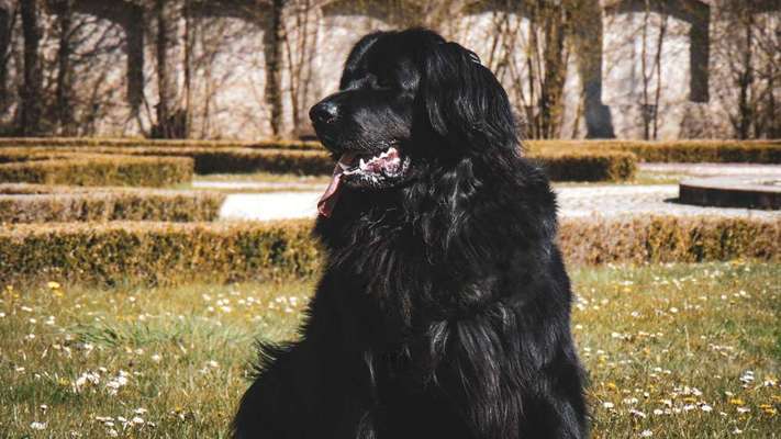 Zeigt her eure Kolosse!-Beitrag-Bild