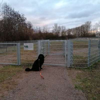 Hundeauslaufgebiet-Hundewiese Neutraubling-Bild