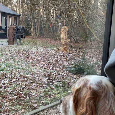 aktuelles Foto Gruppe Hunde aus dem Tierschutz