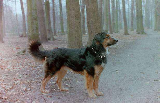 Unsere Fellnasen im Regenbogenland-Beitrag-Bild