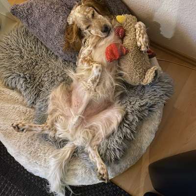 aktuelles Foto Gruppe Hunde aus dem Tierschutz