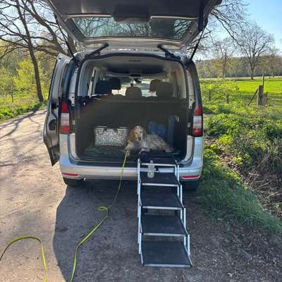 aktuelles Foto Gruppe Hunde aus dem Tierschutz