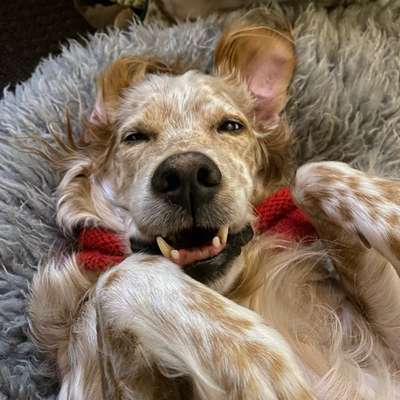 chesters _setterwelt's Profilbild