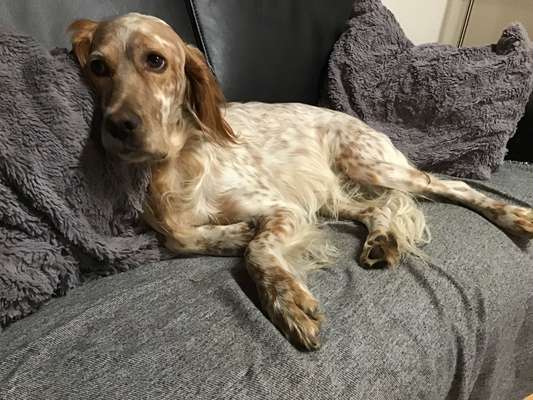 English Setter-Beitrag-Bild