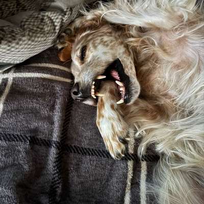 aktuelles Foto Gruppe Hunde aus dem Tierschutz