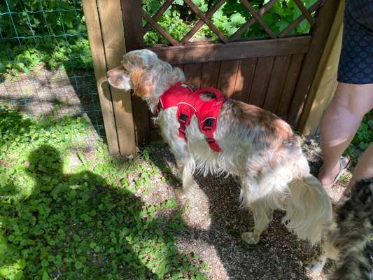 Englisch Setter?-Beitrag-Bild