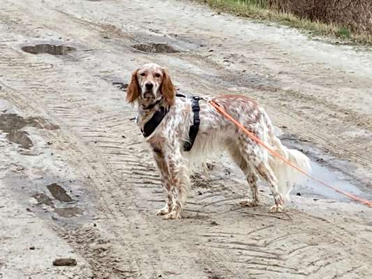 English Setter-Beitrag-Bild