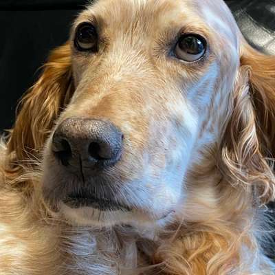 aktuelles Foto Gruppe Hunde aus dem Tierschutz