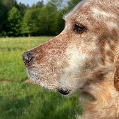 aktuelles Foto Gruppe Hunde aus dem Tierschutz