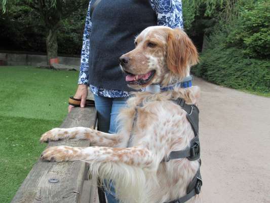 Englisch Setter?-Beitrag-Bild