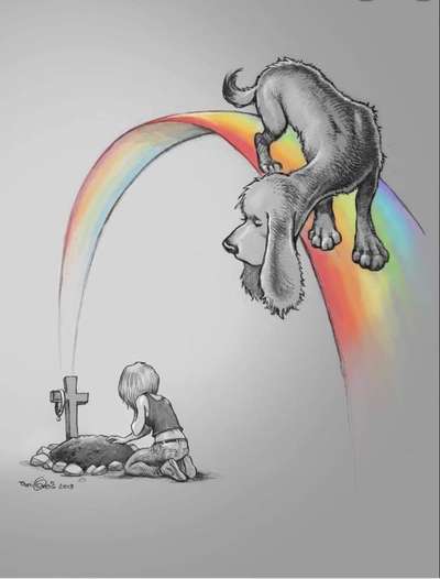 Englisch Setter?-Beitrag-Bild