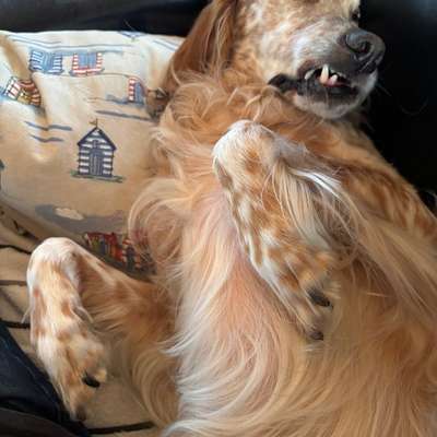 aktuelles Foto Gruppe Hunde aus dem Tierschutz