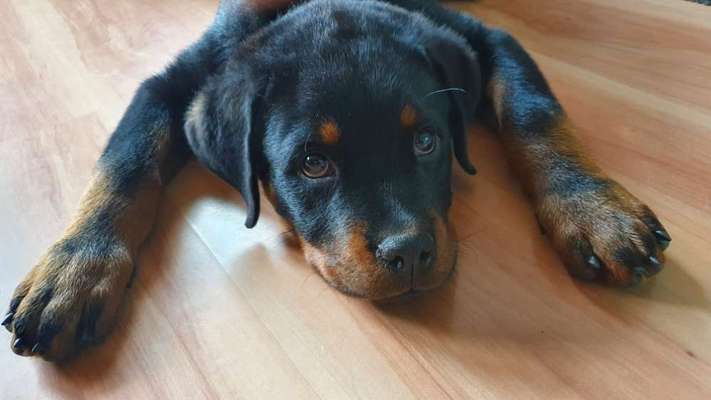 Dogorama Photo Challenge - Hundeblick zum hinschmelzen-Beitrag-Bild