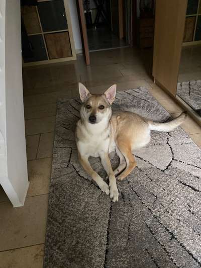 Sibirisch Europäisch Laika-Beitrag-Bild