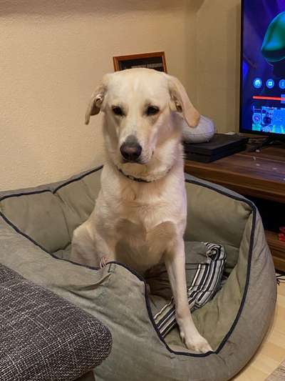 Labradorfans-Beitrag-Bild