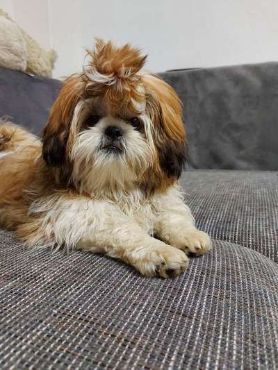 Zeigt her eure Junghunde :)-Beitrag-Bild