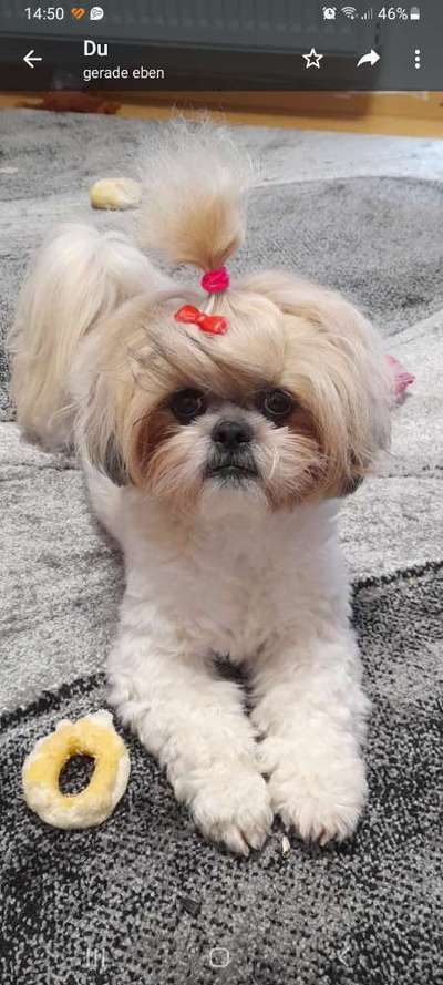 Die Augen Deines Hundes-Beitrag-Bild