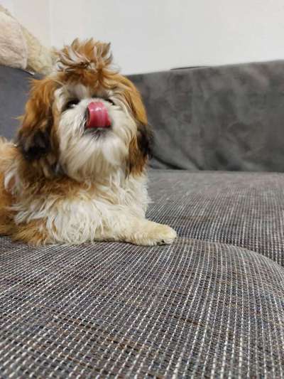 Fotochallenge Nr. 59 - Mein Hund zeigt die Zunge-Beitrag-Bild