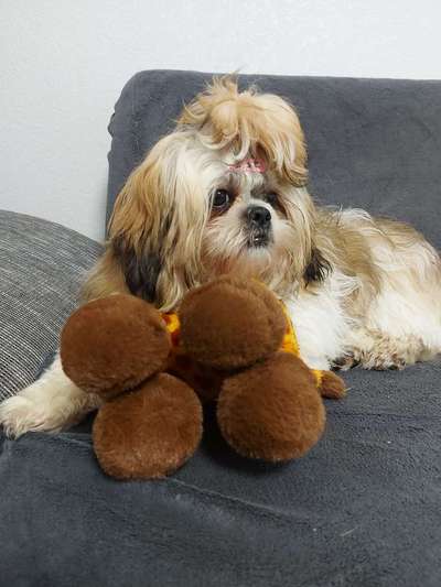 Shih Tzu von Jung bis Senioren-Beitrag-Bild