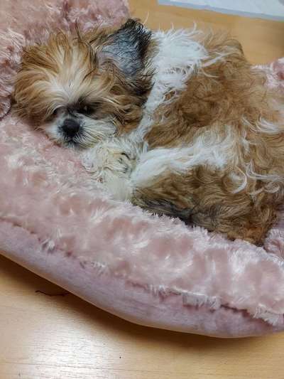 Welpen Bilder !-Beitrag-Bild