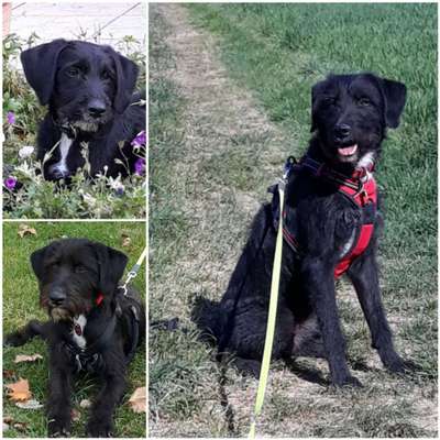 Labradorfans-Beitrag-Bild