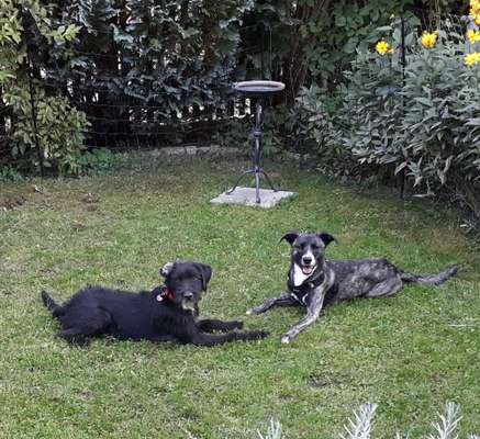 Bester Freund, Hundekumpel - zeigt her!-Beitrag-Bild