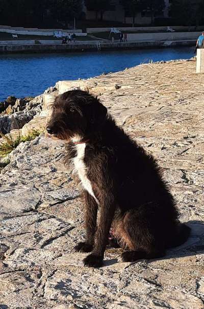 Labradorfans-Beitrag-Bild