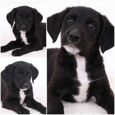 Welpen Bilder !-Beitrag-Bild