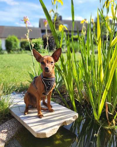 Prager Rattler-Beitrag-Bild