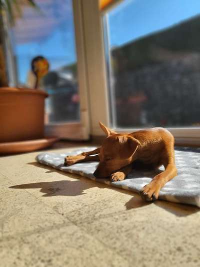 Prager Rattler-Beitrag-Bild