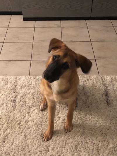 Hunde sind die beste Medizin-Beitrag-Bild