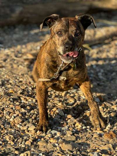 American Staffordshire Terrier 
Wo seit Ihr?-Beitrag-Bild