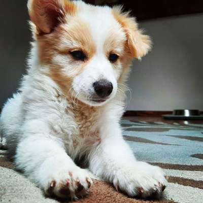 Welpen Bilder !-Beitrag-Bild