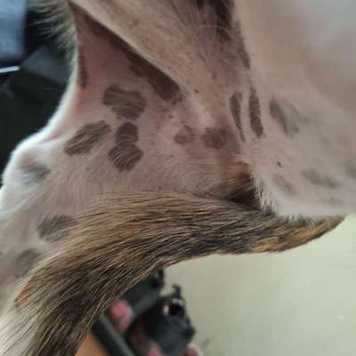 Fellverlust-Beitrag-Bild