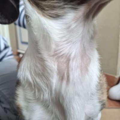 Fellverlust-Beitrag-Bild