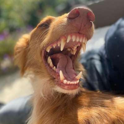 Fotochallenge Nr. 47 - Zeigt die Zähne-Beitrag-Bild