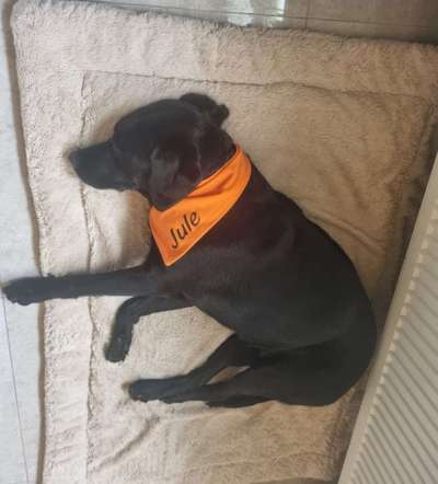 32. Handy Fotochallenge - Dein Hund im Land der Träume-Beitrag-Bild