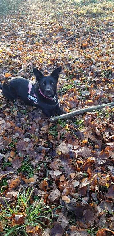 Dogorama Photo Challenge - Mein Holz und ich-Beitrag-Bild