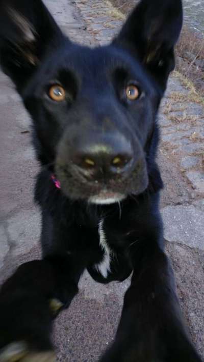 Zeigt mir die tollste Nahaufnahme von eurer Fellnase-Beitrag-Bild