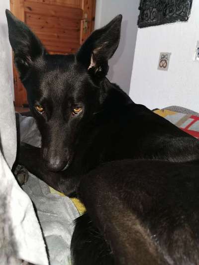 Dogorama Photo Challenge- genervter Blick-Beitrag-Bild