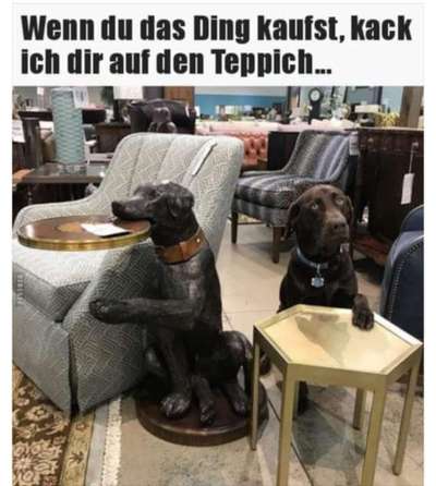 Hunde Memes-Beitrag-Bild
