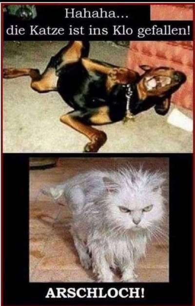Hunde Memes-Beitrag-Bild