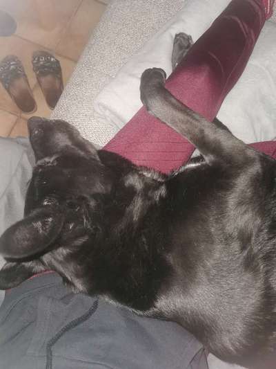 Dogorama Photo Challenge - Liebesbeweis-Beitrag-Bild