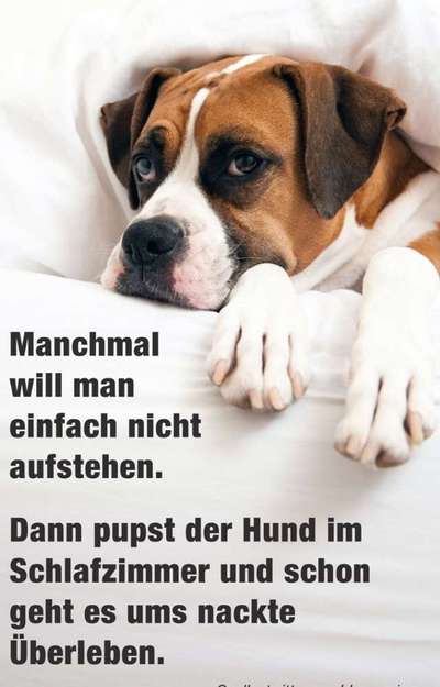 Hunde Memes-Beitrag-Bild