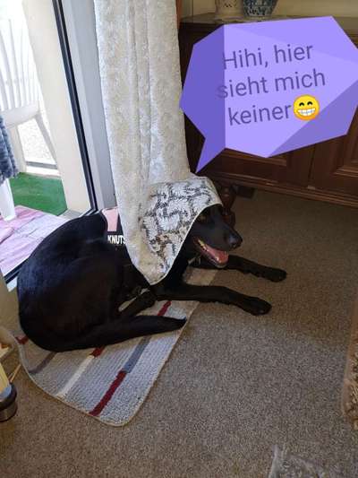 Was denkt mein Hund ?-Beitrag-Bild