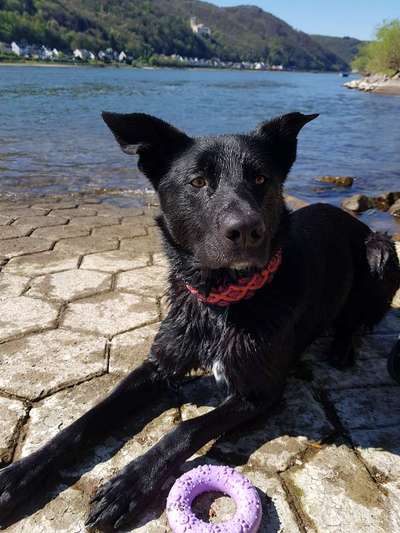 Fotosammlung: ,,Der natürliche Hund" Unbearbeitet, ungestellt und in Natura-Beitrag-Bild