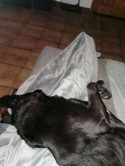 Vertrauen zwischen Hund und Halter-Beitrag-Bild