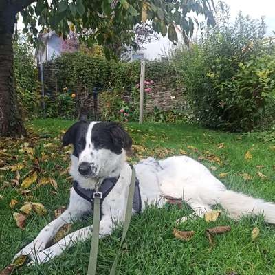 Hundetreffen-Gassifreund:innen gesucht-Bild