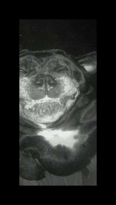 Comedyprogramm Hund:-Beitrag-Bild