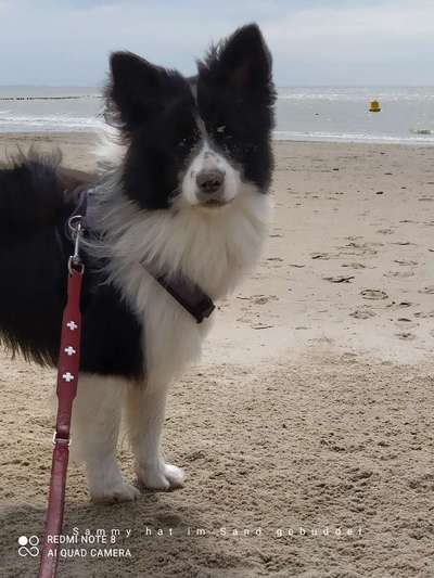 Die Dogorama Kalender Challenge 4/4-Beitrag-Bild